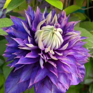 Vancouver ™ Blue Lion