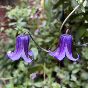 Integrifolia Rooguchi