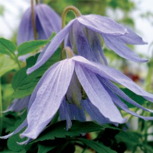 Macropetala Blue Bird