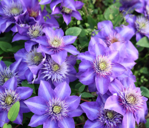 Clematis Multi Blue