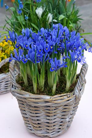 Iris reticulata 'Alida' (Bag of 10)