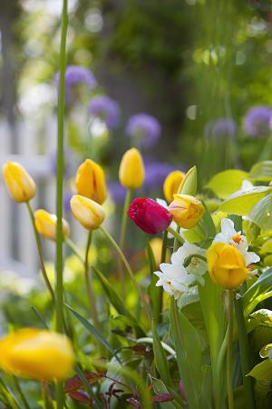 Narcissus 'All Spring Mix' (Bag of 10)