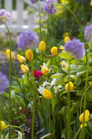 Narcissus 'All Spring Mix' (Bag of 10) - Image 2
