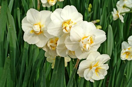 Narcissus 'Cheerfulness' (Bag of 5) - Image 2