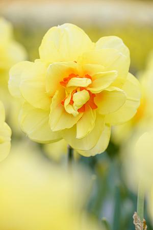 Narcissus 'Tahiti' (Bag of 5)