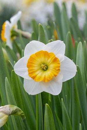 Narcissus 'Happy Smiles' (Bag of 5) - Image 2