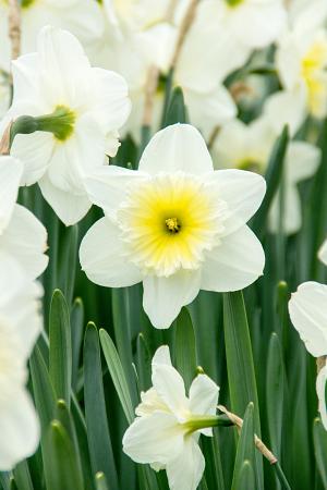 Narcissus 'Ice Follies' (Bag of 5) - Image 2