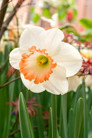 Narcissus Large Cup Mixed (Bag of 10)