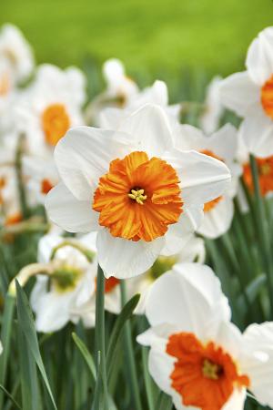 Narcissus Large Cup Mixed (Bag of 10) - Image 2