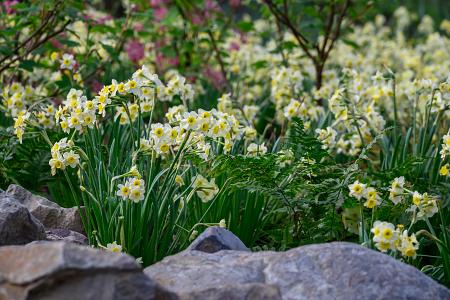 Narcissus 'Minnow' (Bag of 5) - Image 2