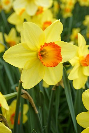 Narcissus 'Barrett Browning' (Bag of 5) - Image 2