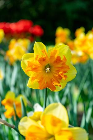 Narcissus 'Congress' (Bag of 5)