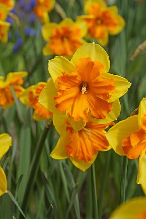 Narcissus 'Congress' (Bag of 5) - Image 2