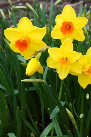 Narcissus 'Classic Garden' (Bag of 5)