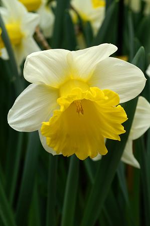 Narcissus 'Goblet' (Bag of 5)