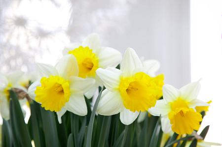 Narcissus 'Goblet' (Bag of 5) - Image 2