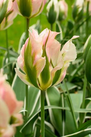 Tulipa 'China Town' (Bag of 10)