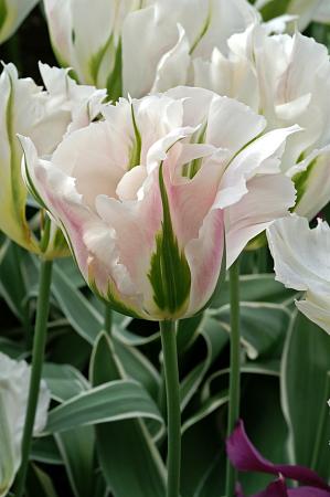 Tulipa 'China Town' (Bag of 10) - Image 2