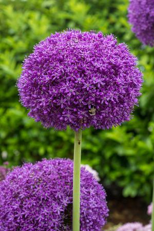 Allium 'Ambassador' (1 bulb)