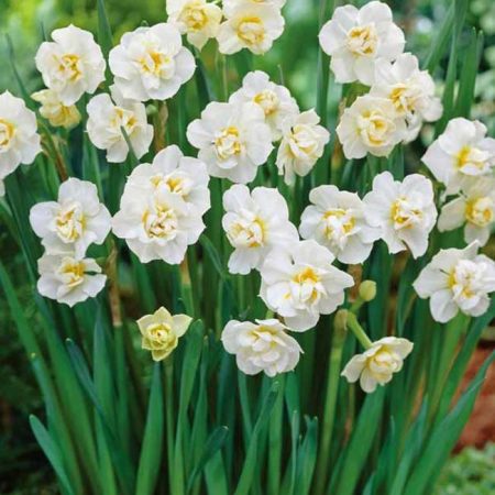 Narcissus 'Cheerfulness' (Bag of 5)