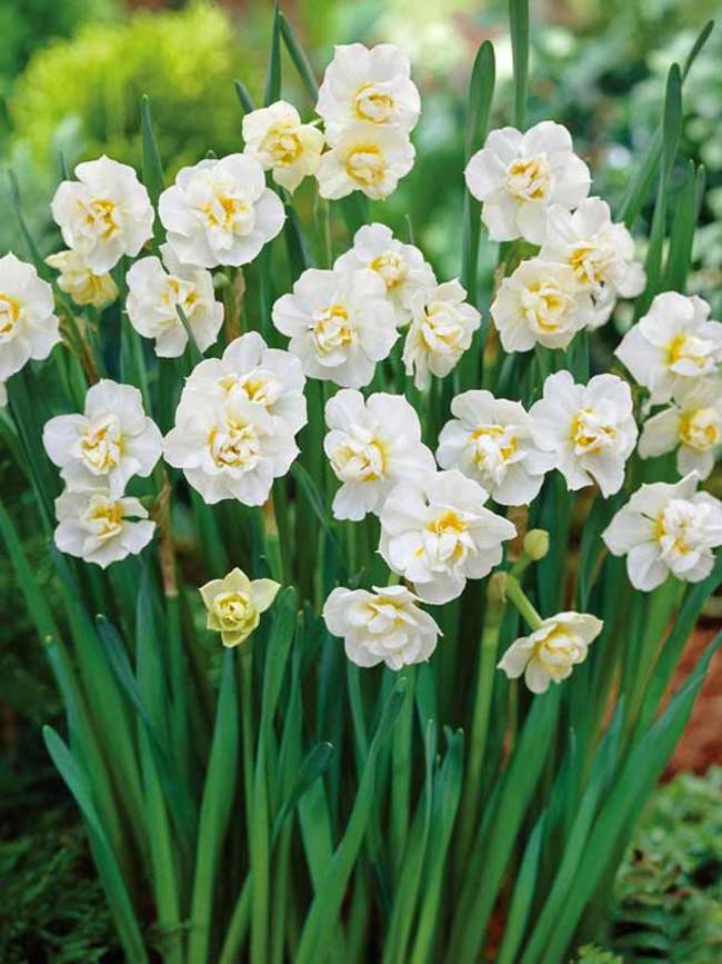 Narcissus 'Cheerfulness' (Bag of 5)