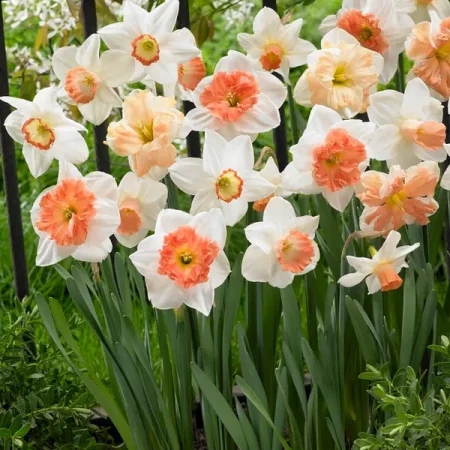 Narcissus 'Pink Blush' (Bag of 10)