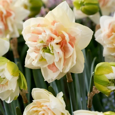 Narcissus 'Pom Pom Rose' (Bag of 5)