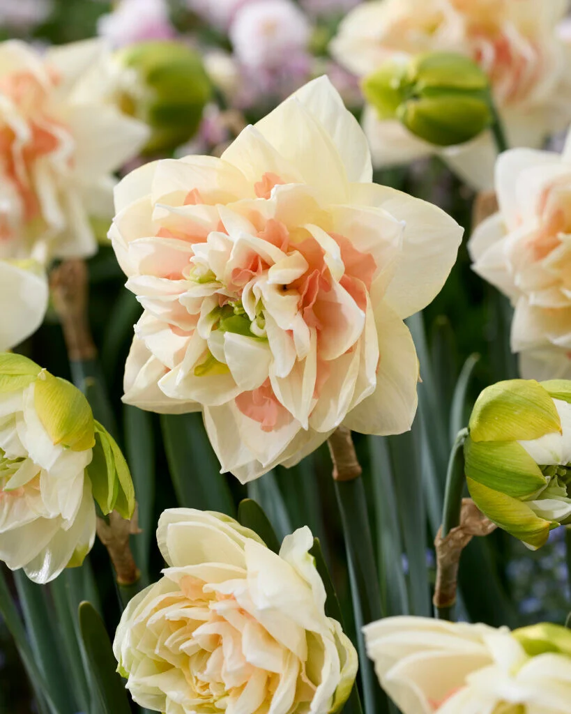 Narcissus 'Pom Pom Rose' (Bag of 5)