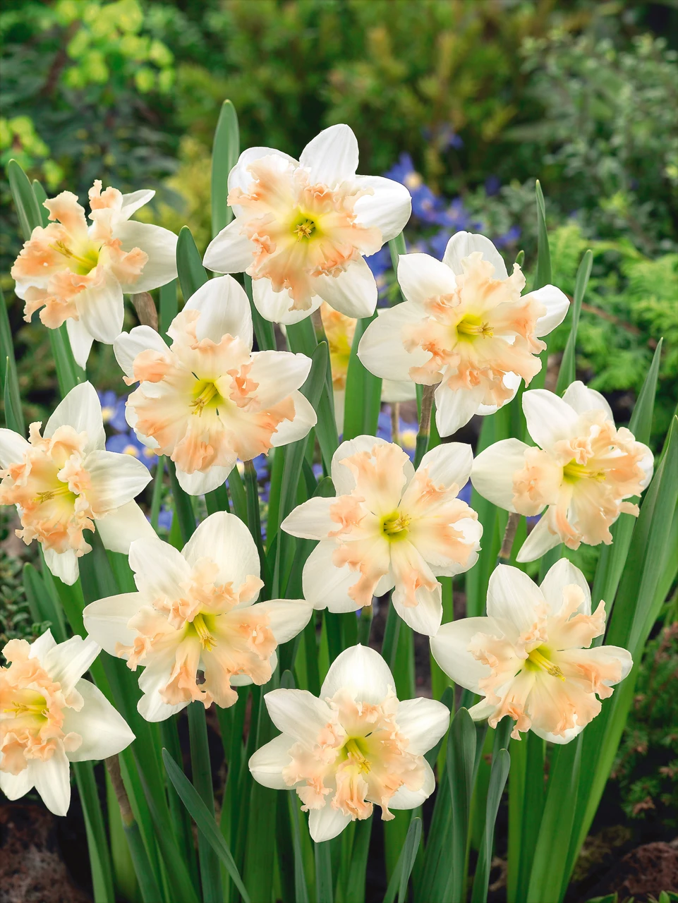 Narcissus 'Palmares' (Bag of 5)