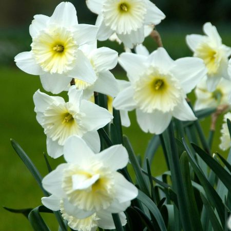 Narcissus 'Ice Follies' (Bag of 5)