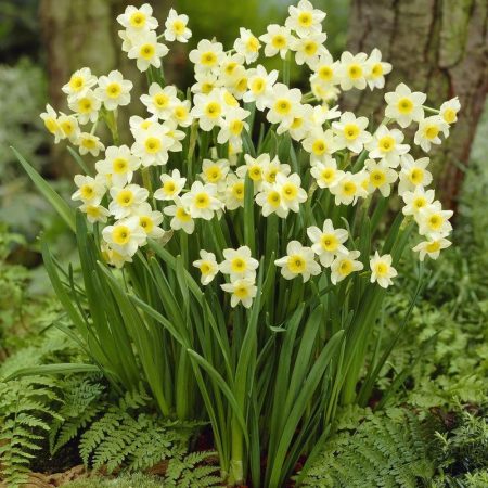 Narcissus 'Minnow' (Bag of 5)