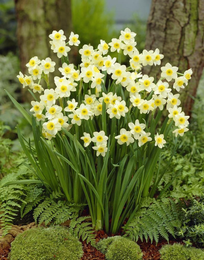Narcissus 'Minnow' (Bag of 5)