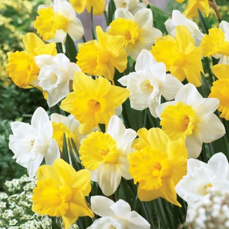 Narcissus 'Welcoming Trumpets' (Bag of 10)