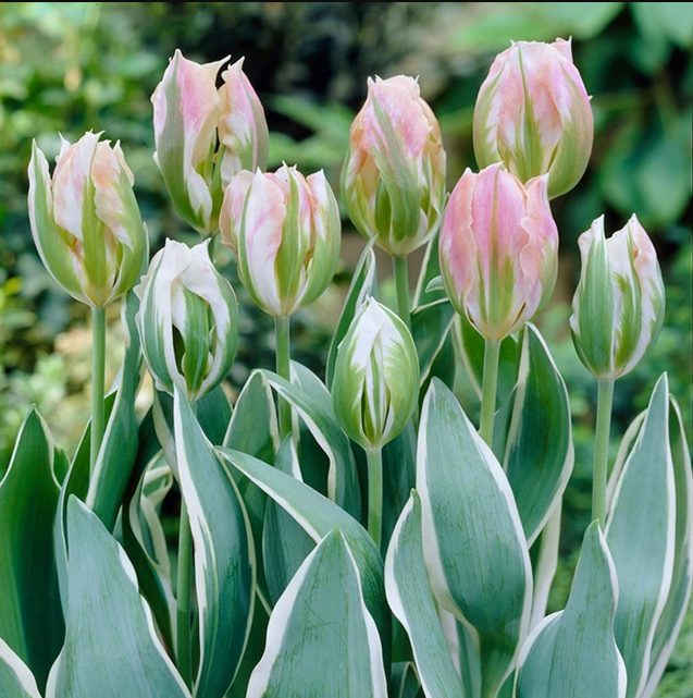 Tulipa 'China Town' (Bag of 10) - Image 3