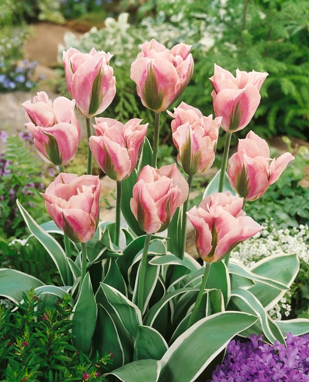 Tulipa 'China Town' (Bag of 10) - Image 4