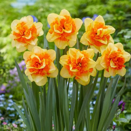 Narcissus 'Sun Catchers' (Bag of 5)