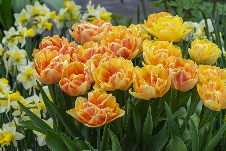 Tulipa 'Foxtrot' (Bag of 10)