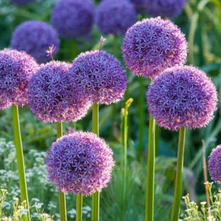 Allium 'Globemaster' (1 bulb)