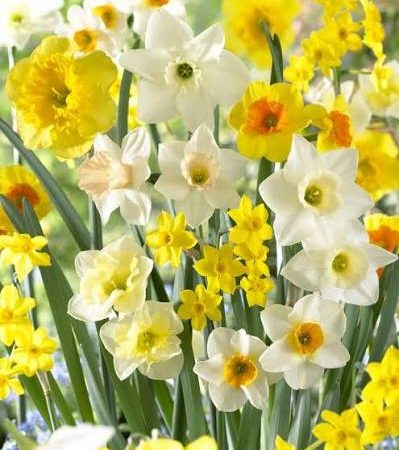 Narcissus 'Fragrant Meadow Mix' (Bag of 10)