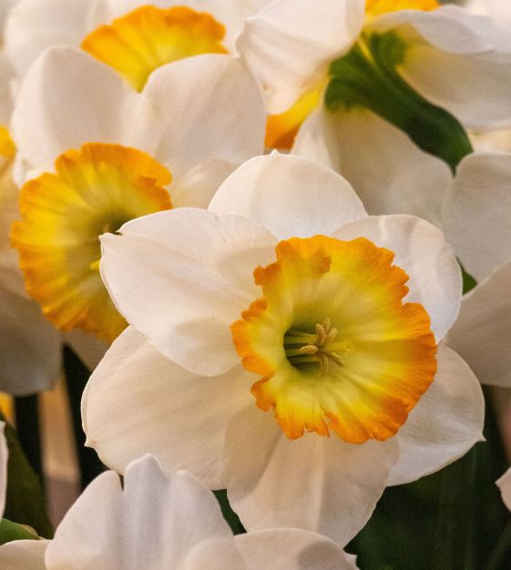 Narcissus 'Happy Smiles' (Bag of 5)