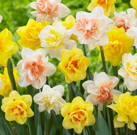 Narcissus Double Mixed (Bag of 10)