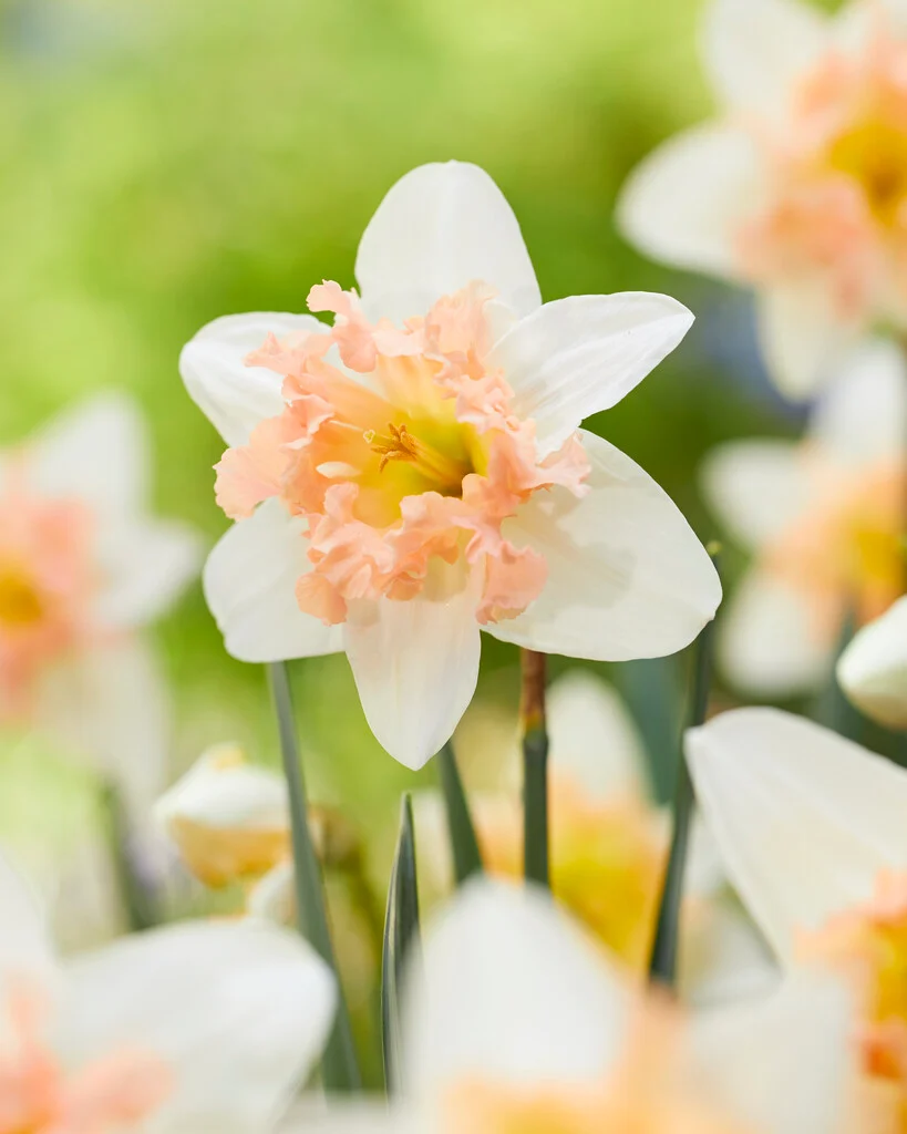 Narcissus 'Palmares' (Bag of 5) - Image 2