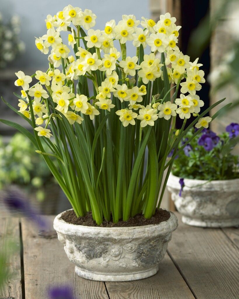 Narcissus 'Minnow' (Bag of 5) - Image 3